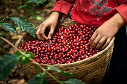 Plateau des Bolovens café thé cascades paysages Laos