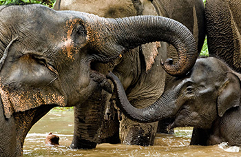 Centre Conservation Éléphants Laos bungalow nurserie hôpital bain rivière écotourisme