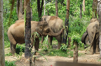 Renforcement cognitif éléphants forêt pièges nourriture retour Luang Prabang