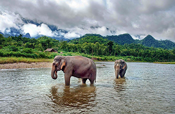 Éléphants Asie Luang Prabang enfants dos éléphant Tad Sae bateau bambou famille