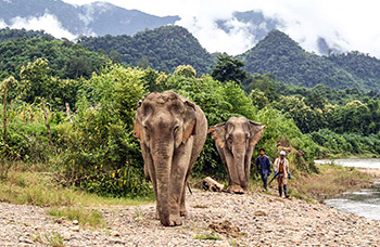 Mandalao éléphants éthiques protection Luang Prabang randonnée forêt sans monte