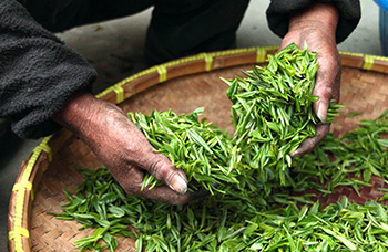 Plateau Bolovens café équitable M. Jhai Ban Phou Oy plantation thé cérémonie Baci nuit habitant