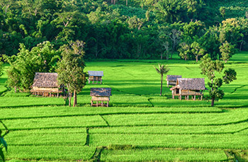 Cascades Kuang Si Luang Prabang culture du riz buffle eau Laos
