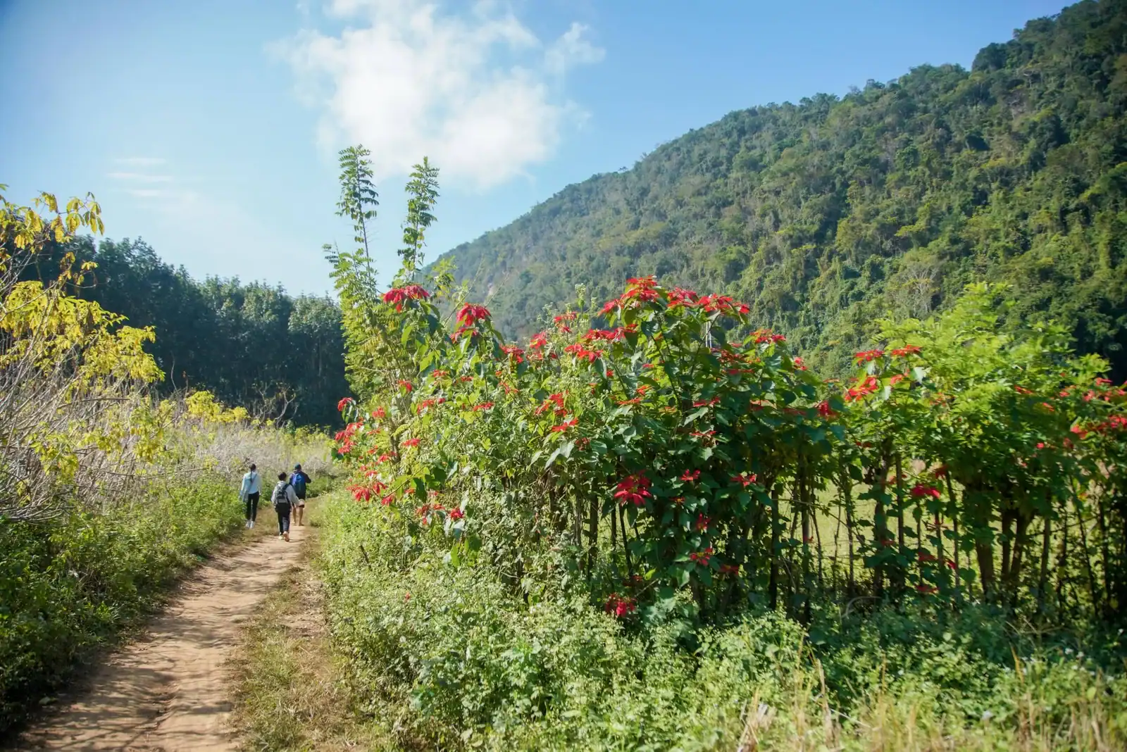 Trek au Laos, sentier en forêt et montagnes du nord du pays